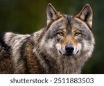  A close up of a Grey Wolf (Gray Wolf) 