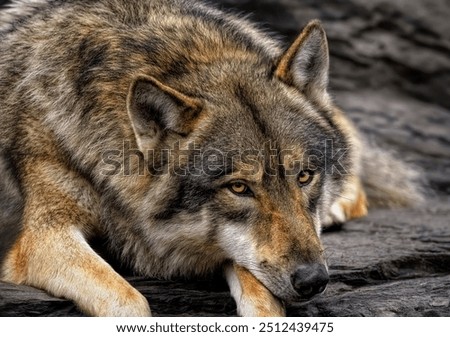 A close up of a Grey Wolf (Gray Wolf) 