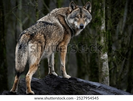 A close up of a Grey Wolf (Gray Wolf)