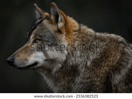 A close up of a Grey Wolf (Gray Wolf)