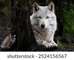 A close up of a Grey Wolf (Gray Wolf) in the trees