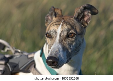 Close Up Greyhound Dog At Sunset Looking Towards The Camera. Plain Grass Background And Great Detail In The Face. Selective Focus At Sunset.