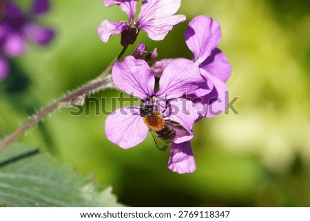 Close up Grey-patched Mining Bee, Grey patched Mining Bee, Andrena nitida, family Mining Bees (Andrenidae) on pink, flowers Annual honesty (Lunaria annua). Spring, April, Netherlands.                               