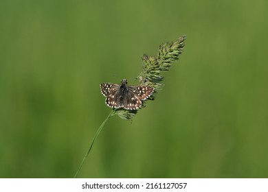 Close Up Of A Grizzled Skipper Butterfly On A Plant In Nature, Tiny Brown Butterfly With White Spots, Sparkly Open Wings