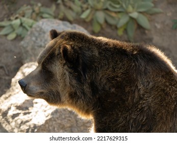 Close Up Grizzly Bear Face Profile With Amber Sun Rim Light