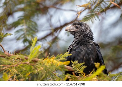 Close Up Of A Groove Billed Ani In A Tree