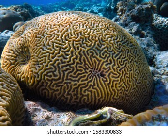 Close up of Grooved brain coral labyrinth. Red Sea                               
