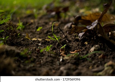 Close up of ground with grass