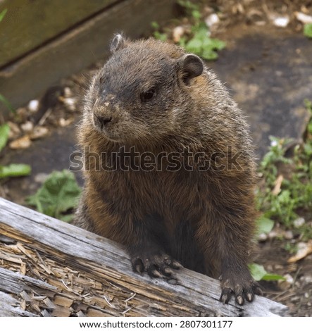 A Close Up of a Ground Hog