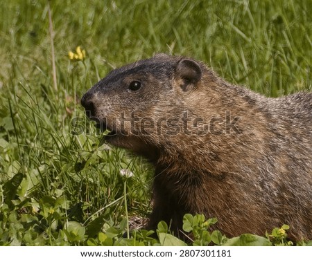 A Close Up of a Ground Hog