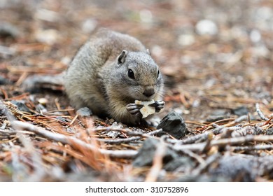 close up of a ground squirrel eating a cracker in a forest area in Southern Oregon