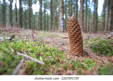 Close up of ground-down mature scaled cone of Norway spruce, Picea abies, against blurred foreground and spruce forest background - Shutterstock ID 2207091739