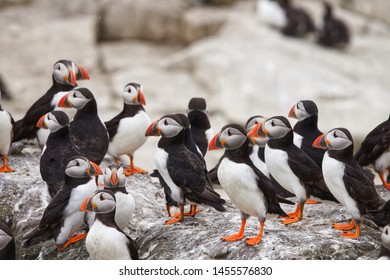 Close Up Of A Group Of Atlantic Puffins