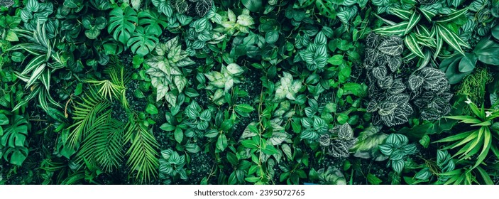 Close up group of background tropical green leaves texture and abstract background. Tropical leaf nature concept.
