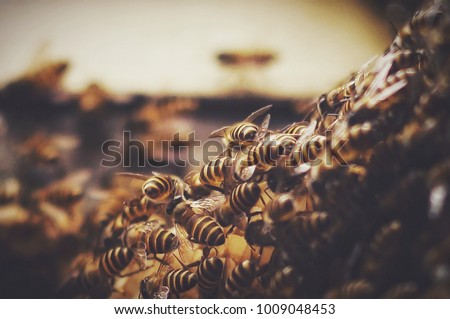 close up group of bees in natural habitat with blurry background