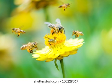 Close Up Group Of Bees On A Daisy Flower