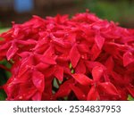 Close up group blossom Ixora lobbii Loudon flower on natural background. Beautiful macro blooming red colorful Ixora chinensis Lamk.