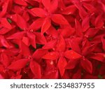 Close up group blossom Ixora lobbii Loudon flower on natural background. Beautiful macro blooming red colorful Ixora chinensis Lamk.