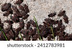 Close up of a group of boxelder bugs on the foundation of a building