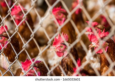 Close Up Of A Group Of Chickens Tightly Packed In A Small Room Behind A Fence In A Small Poultry Operation In Costa Rica