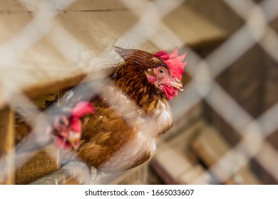 Close Up Of A Group Of Chickens Tightly Packed In A Small Room Behind A Fence In A Small Poultry Operation In Costa Rica