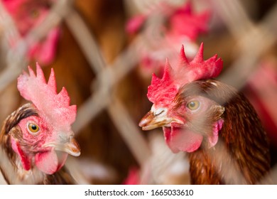 Close Up Of A Group Of Chickens Tightly Packed In A Small Room Behind A Fence In A Small Poultry Operation In Costa Rica