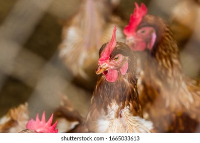 Close Up Of A Group Of Chickens Tightly Packed In A Small Room Behind A Fence In A Small Poultry Operation In Costa Rica