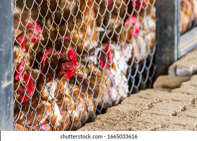 Close Up Of A Group Of Chickens Tightly Packed In A Small Room Behind A Fence In A Small Poultry Operation In Costa Rica