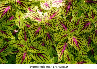 Close up of a group of colorful plant leaves.                   