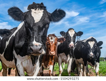 Close up of group of cows staring at camera in Cheshire countryside