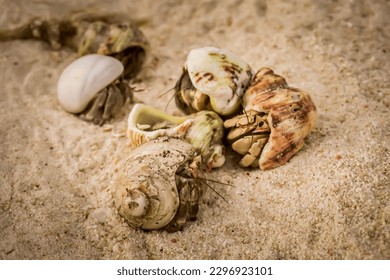 Close up group of cute hermit crab carry beautiful shell crawling on the sand beach in warm sunlight of early morning. Hermit crab use empty shell as its mobile safety home - Powered by Shutterstock
