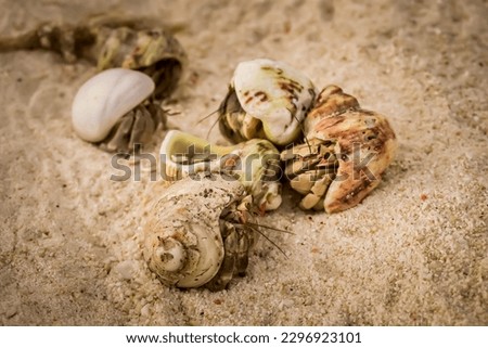 Close up group of cute hermit crab carry beautiful shell crawling on the sand beach in warm sunlight of early morning. Hermit crab use empty shell as its mobile safety home