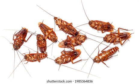 1,476 Thailand Cockroach Images, Stock Photos & Vectors 