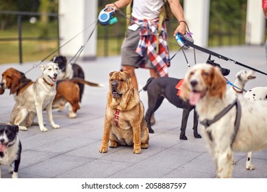 Close up of group of dogs on a walk on a beautiful day led by a dog walker. Pets, walker, service