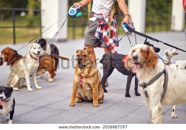 Close up of group of dogs\
on a walk on a beautiful day led by a dog walker. Pets, walker,\
service