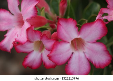 Close Up Of Group Of Flickr Hive Mind Flowers In Oahu Hawaii
