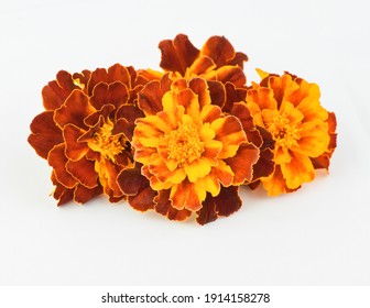 close up group of mariglod flower on white background