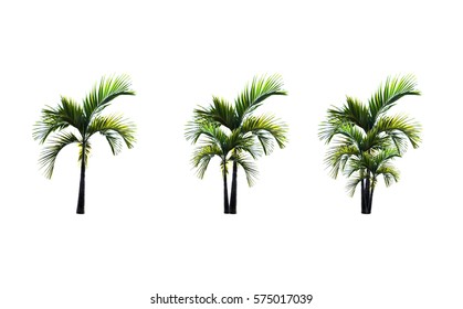 Small Palm Tree Images Stock Photos Vectors Shutterstock