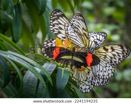 Close up of a group of  paper kite, rice paper or large tree nymph Butterflies Idea leuconoe