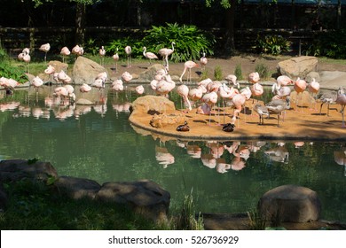 Houston zoo Images, Stock Photos & Vectors | Shutterstock