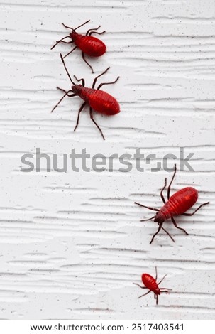 Close up of a group of red boxelder bug nymphs 	