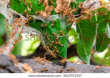 Close up group of red fire ants on green leaves in nature forest.