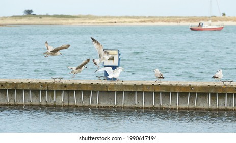 Close up of group seagulls fighting, on the pier in marina with sea in background.