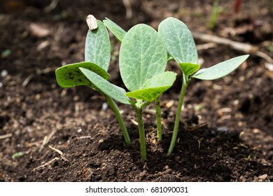 Close Up Of A Group Of Small Butternut Squash Plants Goring In The Garden