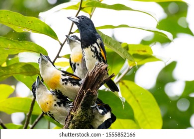 Close up of a group of Spot-crowned Barbets (Capito maculicoronatus) on top of a tree stump - Powered by Shutterstock