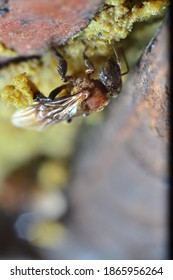 Close Up Group Of Stingless Honey Bee Or Kebab Kelulut. A Large Group Of Bees. Honey Bees Can Find In Tropical Areas Of The World, Such As Australia, Africa, Southeast Asia, And The American Tropics. 