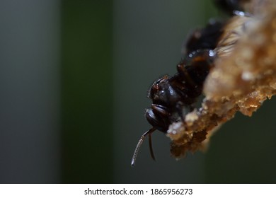 Close Up Group Of Stingless Honey Bee Or Kebab Kelulut. A Large Group Of Bees. Honey Bees Can Find In Tropical Areas Of The World, Such As Australia, Africa, Southeast Asia, And The American Tropics. 