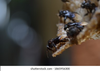 Close Up Group Of Stingless Honey Bee Or Kebab Kelulut. A Large Group Of Bees. Honey Bees Can Find In Tropical Areas Of The World, Such As Australia, Africa, Southeast Asia, And The American Tropics. 