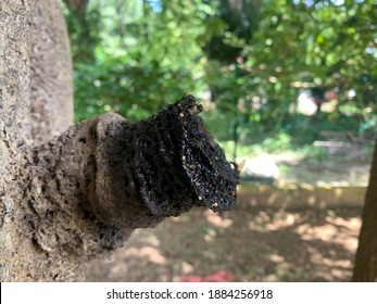 Close Up Group Of Stingless Honey Bee Or Kebab Kelulut. A Large Group Of Bees. Honey Bees Can Find In Tropical Areas Of The World, Such As Australia, Africa, Southeast Asia, And The American Tropics.