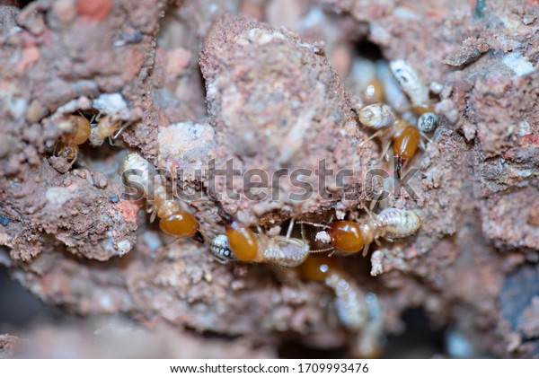 close up group of Termites or white ants worker on
the ground